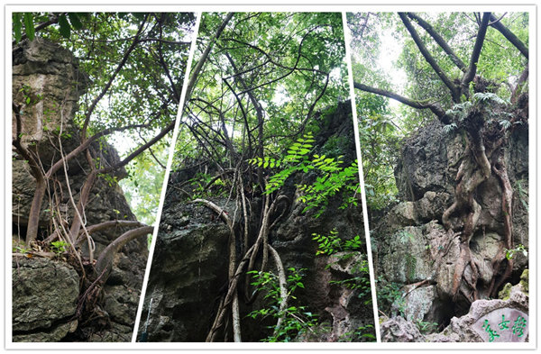 多彩貴州，魅力天下，2021年廣東博皓快樂貴州行-3