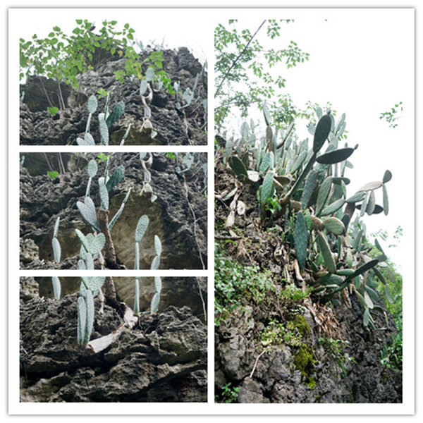 多彩貴州，魅力天下，2021年廣東博皓快樂貴州行-4